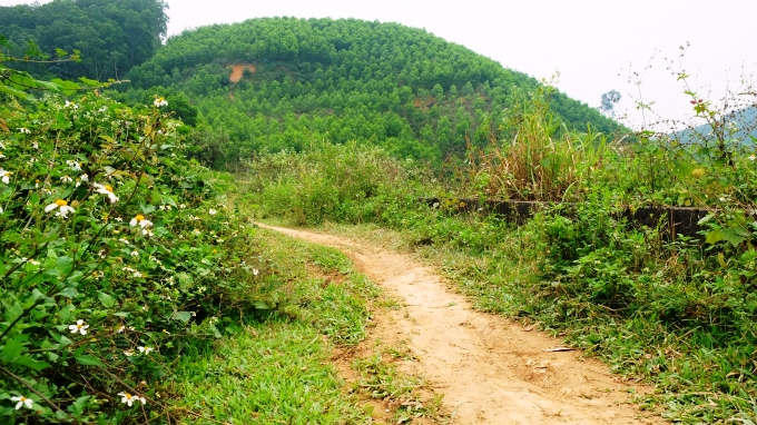 An ninh - Hình sự - Tạm giữ 2 vợ chồng, làm rõ vì sao cắt “của quý” của người đàn ông vứt lên đồi cao su?