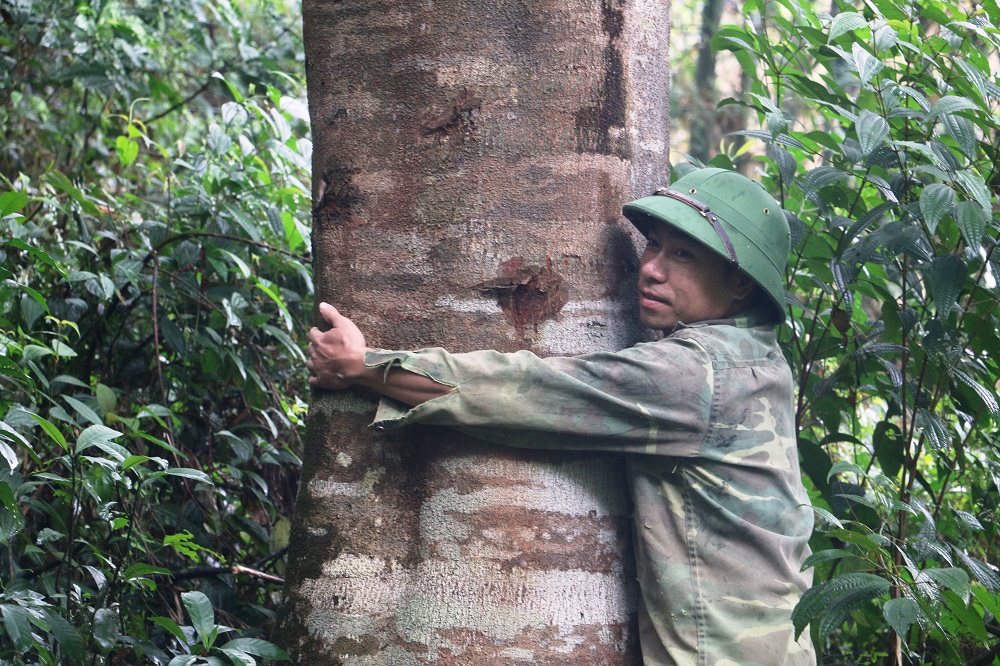 Tin nhanh - Gã “lâm tặc” hoàn lương và tâm nguyện bảo vệ quần thể lim cổ thụ (Hình 4).