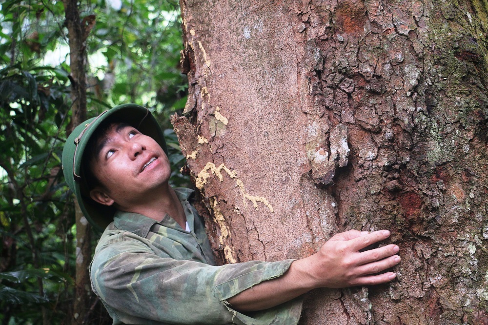 Tin nhanh - Gã “lâm tặc” hoàn lương và tâm nguyện bảo vệ quần thể lim cổ thụ (Hình 7).