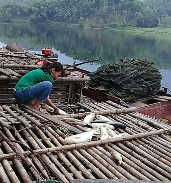 Dân sinh - Gần 7 tấn cá lồng, cá tự nhiên trên sông Mã chết bất thường