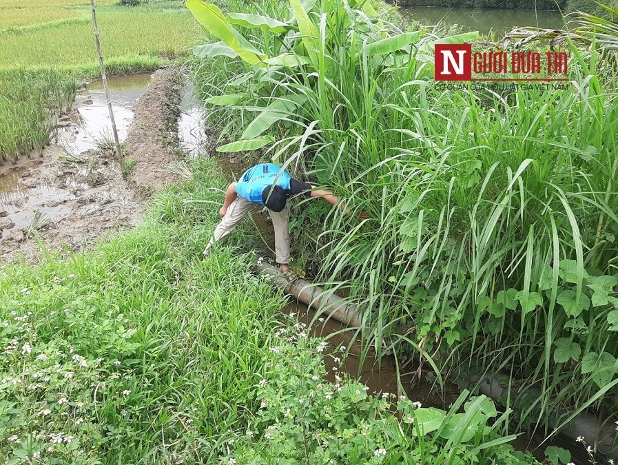 Môi trường - Thanh Hóa: Cá chết khi nước đập đổi màu xanh rêu, đen kịt (Hình 3).