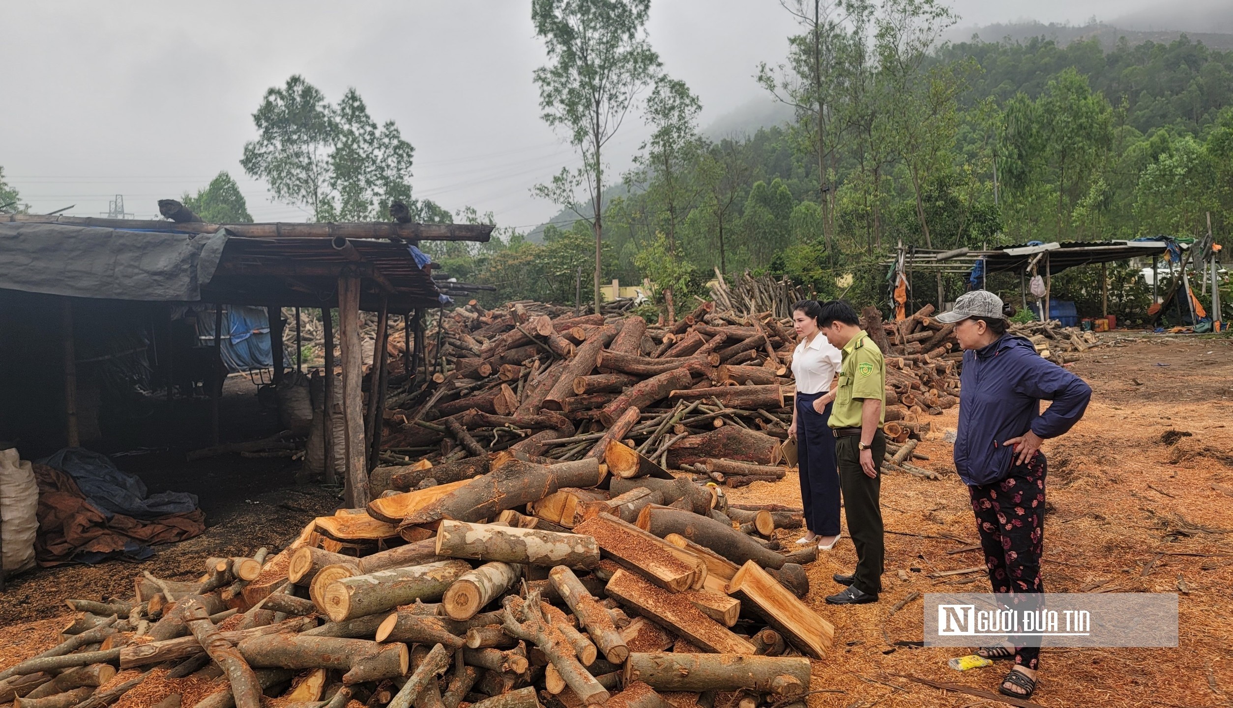 Môi trường - Xưởng đốt than củi trái phép hoạt động nhiều năm tại TX.Nghi Sơn (Hình 2).