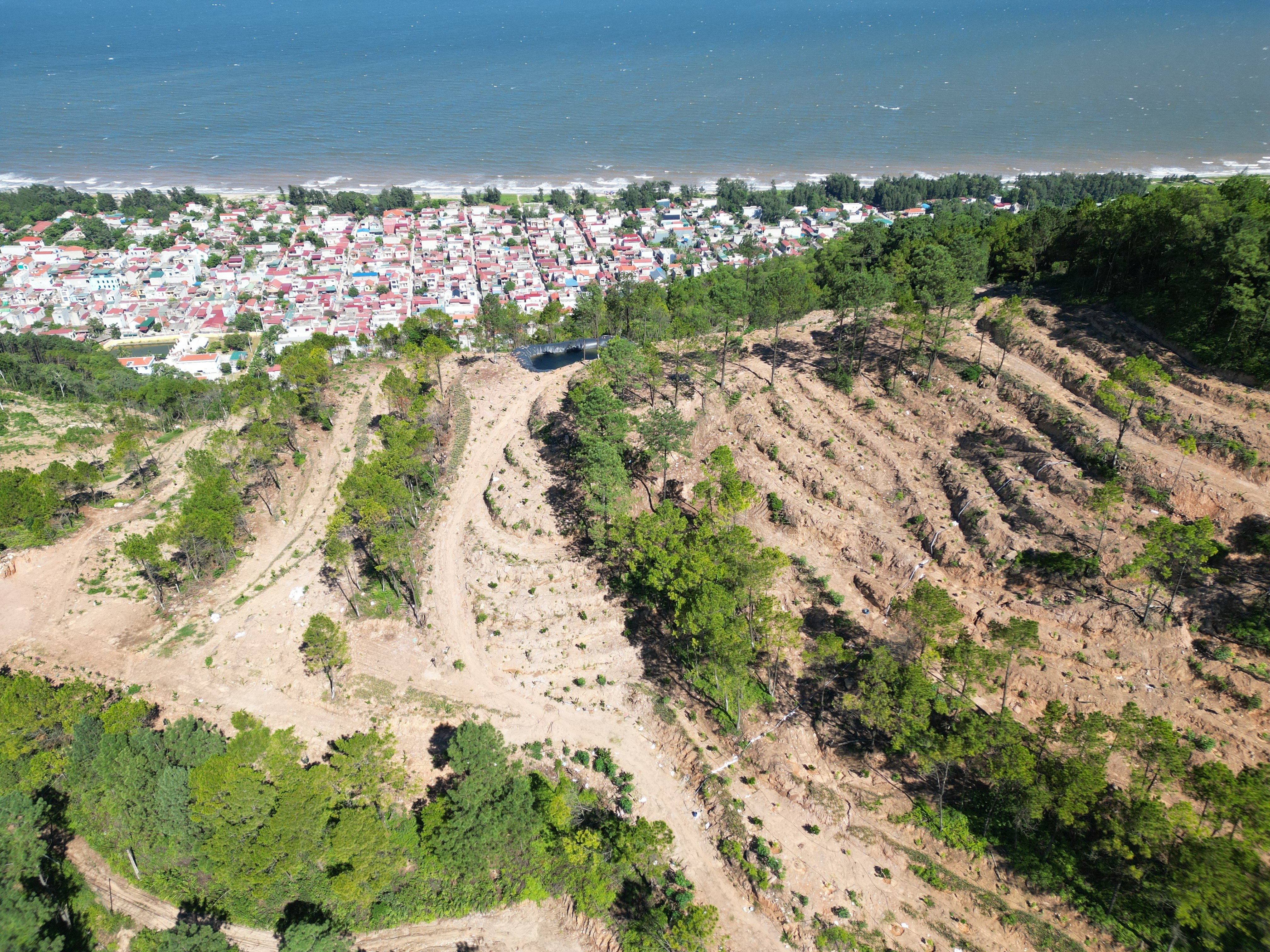 Dân sinh - Rừng thông nơi “các cụ già bắn rơi máy bay Mỹ” bị chặt hạ tan hoang (Hình 4).