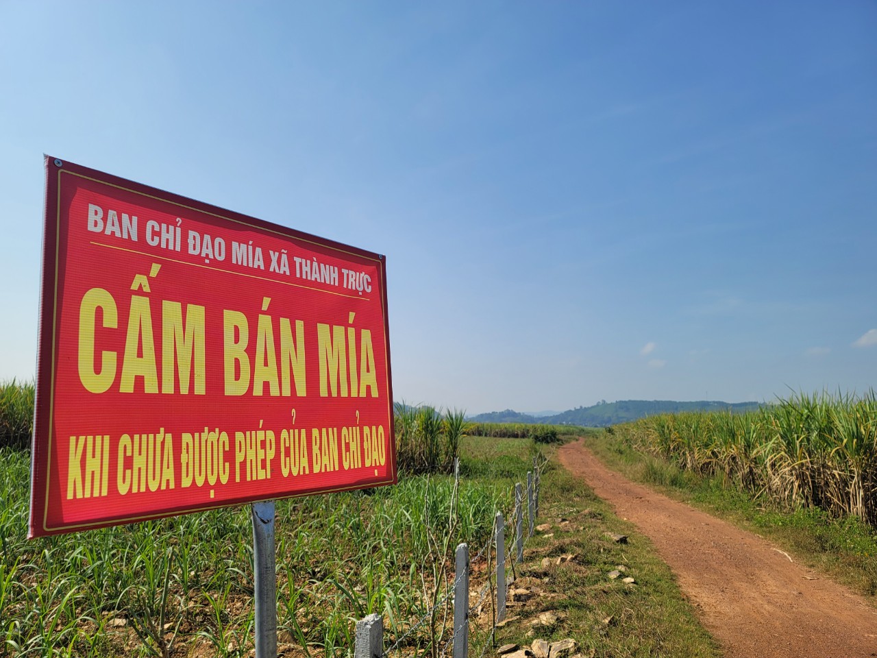 Dân sinh - Xã thay biển “cấm bán mía” bằng đề nghị nhân dân không tự ý thu hoạch (Hình 3).