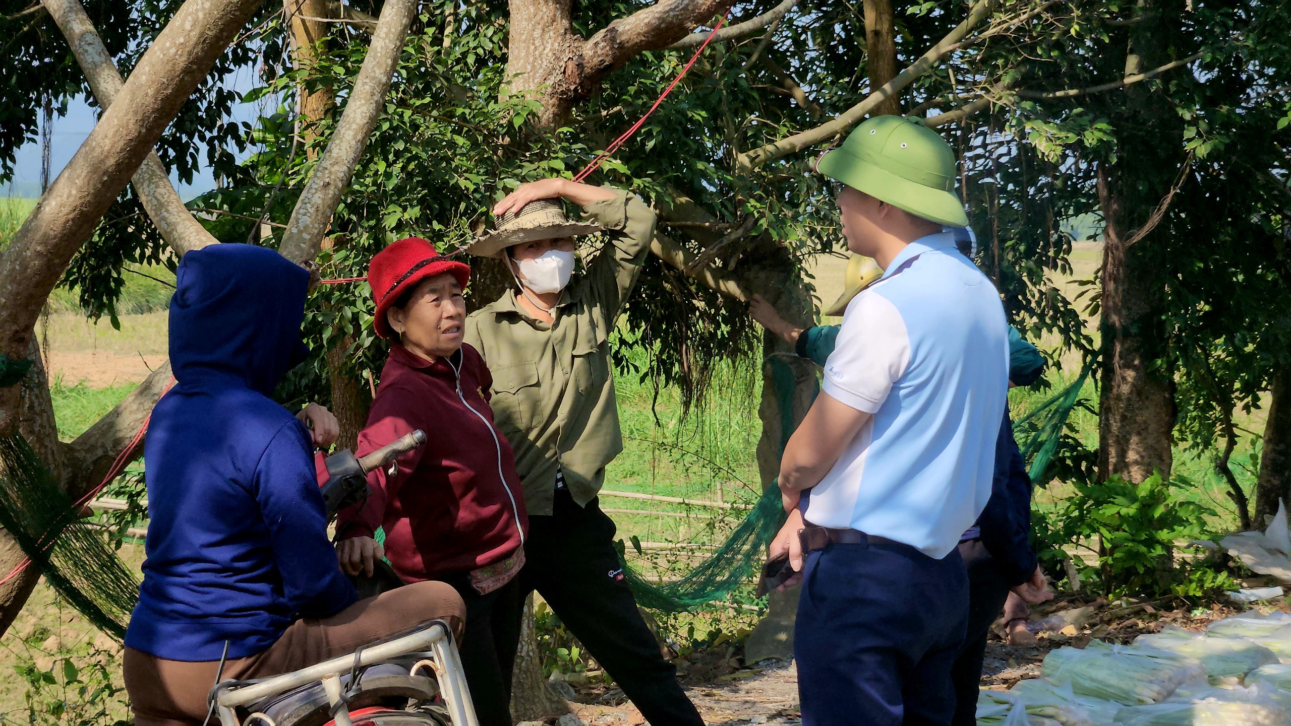 Dân sinh - Xã cắm biển “CẤM BÁN MÍA” do dân tự trồng trên đất nhà (Hình 2).