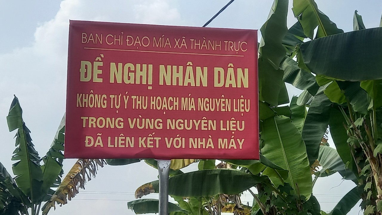 Dân sinh - Xã thay biển “cấm bán mía” bằng đề nghị nhân dân không tự ý thu hoạch