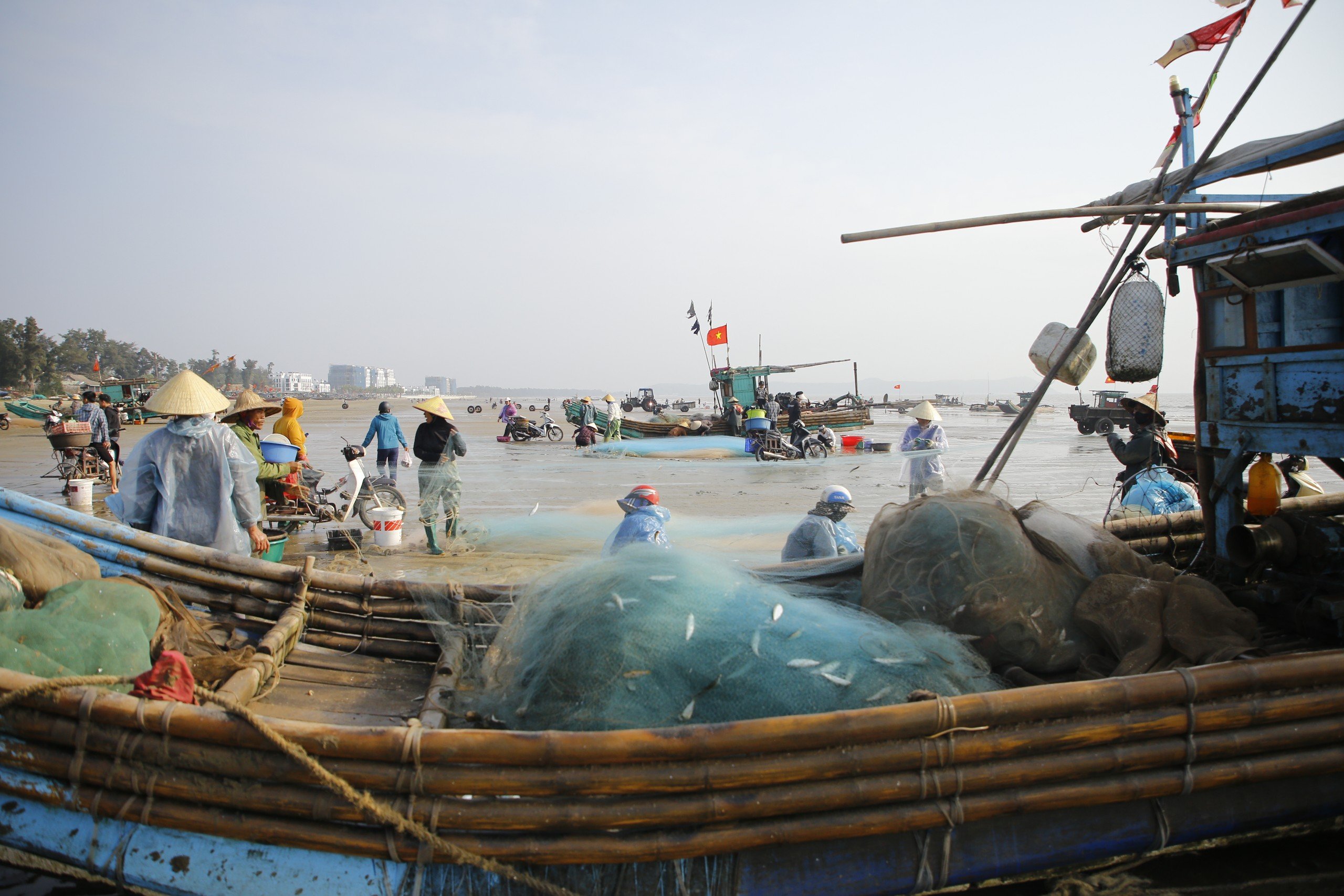 Dân sinh - Ngư dân Thanh Hóa trúng đậm mùa đánh bắt cá trích đầu năm mới (Hình 5).