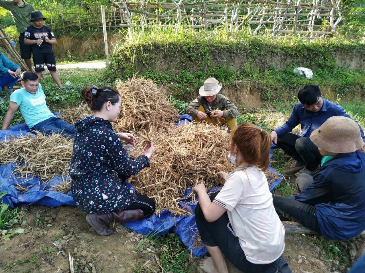 Dân sinh - Trồng cây dược liệu giúp đồng bào miền núi Thanh Hóa tăng thu nhập (Hình 2).