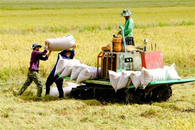 Thế giới - Thế giới đối mặt nguy cơ thiếu gạo nghiêm trọng  (Hình 4).