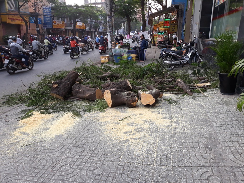 Tin nhanh - TP.HCM: Cây bất ngờ bật gốc đè 4 người bị thương nặng (Hình 3).