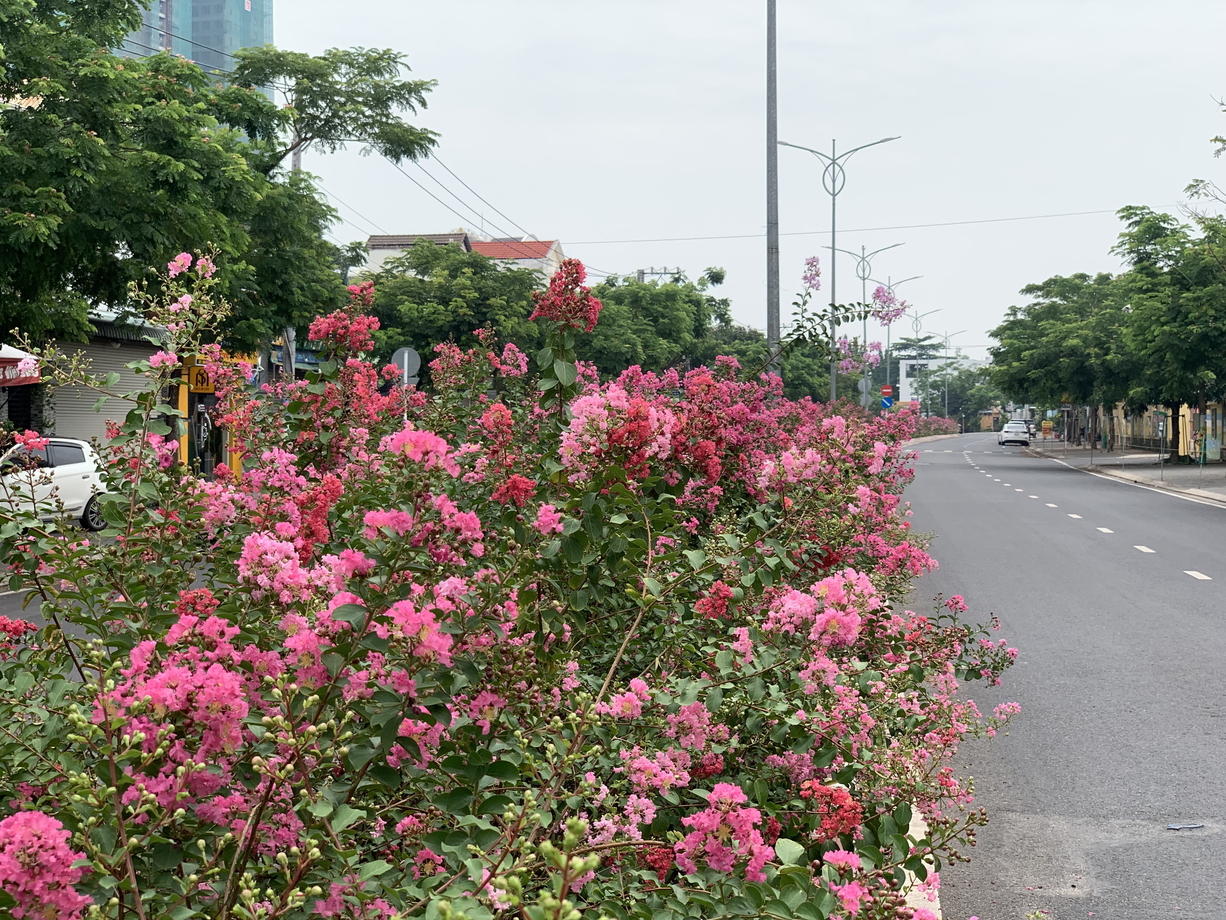 Dân sinh - Tuyến đường hoa đẹp nao lòng tại Bình Dương (Hình 11).