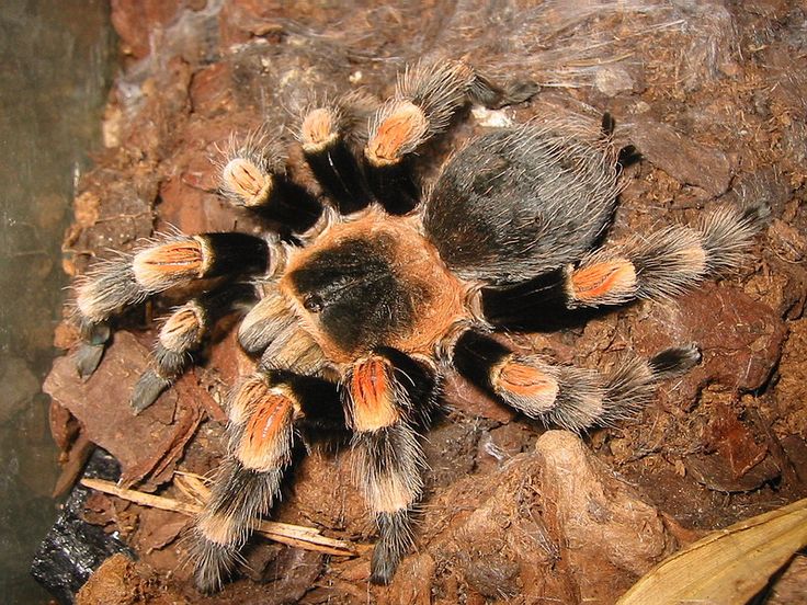 Cộng đồng mạng - Video: Rợn người cảnh nhện tarantula lột xác thay da (Hình 2).