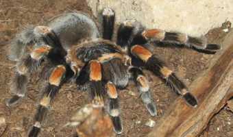 Cộng đồng mạng - Video: Rợn người cảnh nhện tarantula lột xác thay da