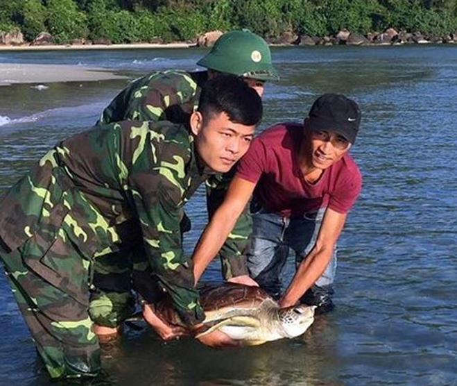 Dân sinh - Giải cứu 2 cá thể rùa biển quý hiếm ở biển Thừa Thiên - Huế