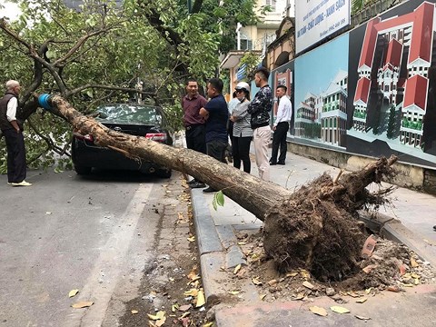 Tin nhanh - Hà Nội: Cây lớn bật gốc đổ ập xuống ô tô đỗ ven đường