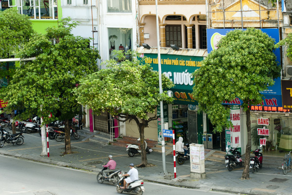 Dân sinh - Người dân Thủ đô lại “kêu trời” vì mùi hoa sữa quá nồng nặc (Hình 2).