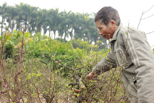 An ninh - Hình sự - Vườn đào Tết hàng tỷ đồng ở Bắc Ninh bị kẻ gian chặt phá (Hình 3).