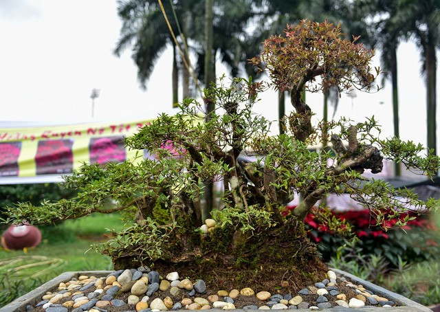 Tiêu dùng & Dư luận - Choáng với giá bonsai cận Tết: Đỗ quyên 400 tuổi chào giá gần tỷ đồng (Hình 2).