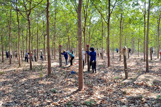 Chính trị - Xử lý nghiêm các sai phạm trong chuyển đổi rừng