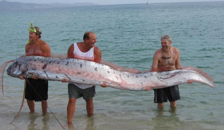 Cộng đồng mạng - C&aacute; lạ dạt v&agrave;o bờ biển, người d&acirc;n Nhật Bản lo sợ động đất (H&igrave;nh 3).