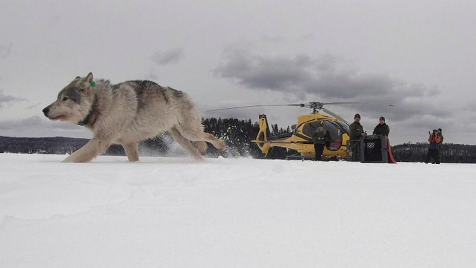 Cộng đồng mạng - Mỹ “nhập khẩu” sói Canada để xử lý với nạn bùng nổ số lượng nai sừng tấm