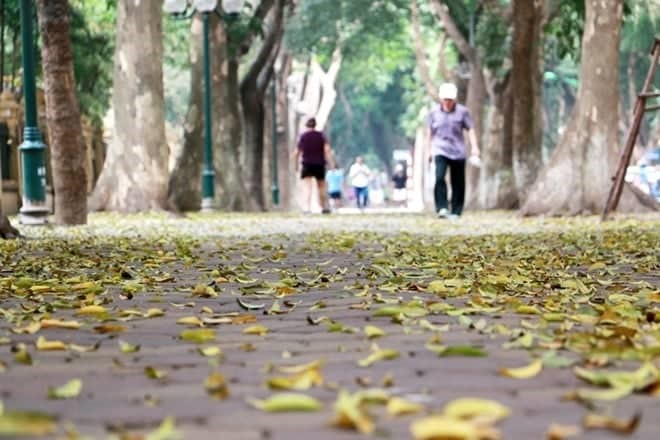 Dân sinh - Hà Nội đẹp mơ màng mùa sấu thay lá (Hình 8).