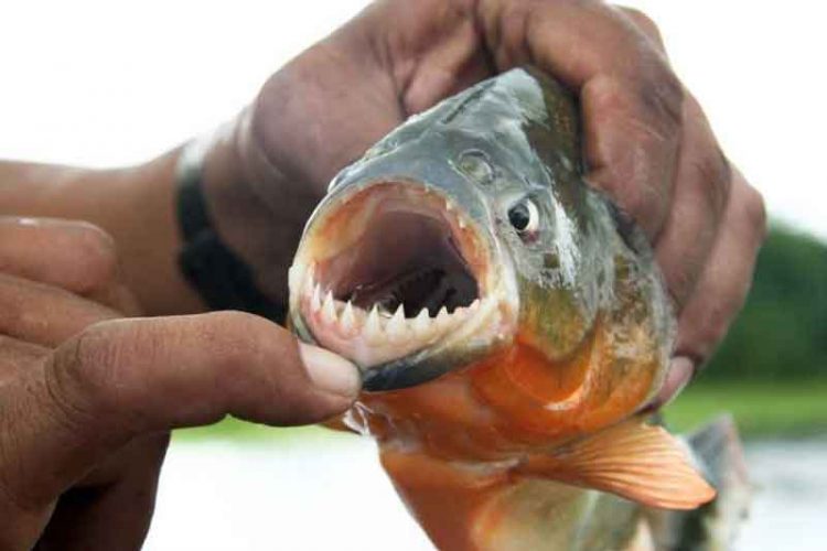 Cộng đồng mạng - Cá Piranha có nguy hiểm như bạn nghĩ? (Hình 4).