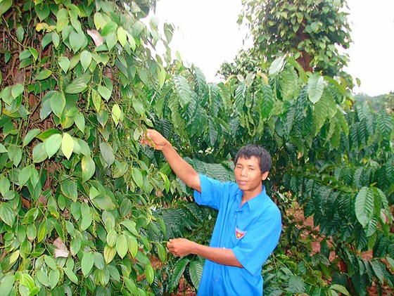 Văn hoá - Những tỷ phú vùng biên cuốc đất, bám rừng thu tiền tỷ, xây nhà sắm ô tô  (Hình 3).