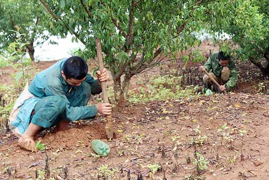 Văn hoá - Nghề độc vùng Tây Bắc: Đào sản vật từ đất, lúc nhúc béo ngậy đốn tim du khách (Hình 2).