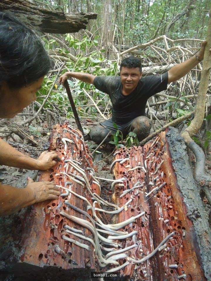 Văn hoá - Sởn gai ốc với đặc sản hà đục gỗ nhầy nhụa của người Philippines (Hình 3).