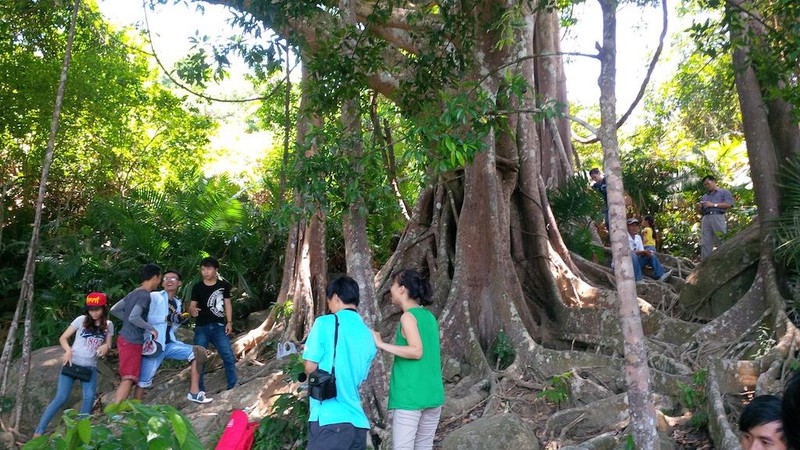 Tin nhanh - Đà Nẵng: Giải cứu thành công 4 du khách lạc trong rừng, một người đi câu hiệp nghĩa thiệt mạng (Hình 2).