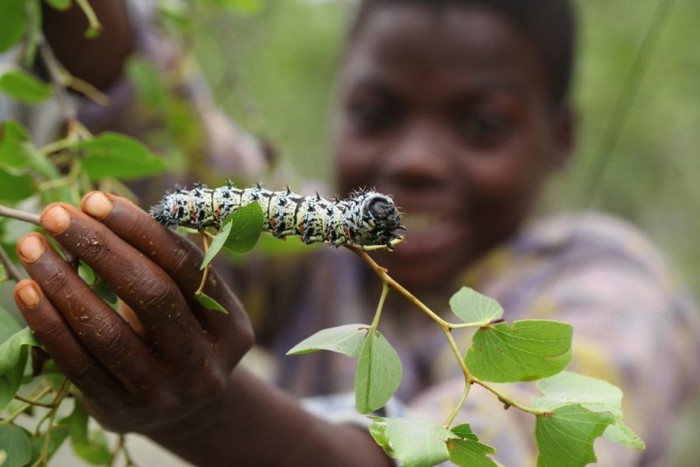 Văn hoá - Đặc sản sâu Mopane ở Zimbabwe: Kinh dị từ nguyên liệu cho đến cách chế biến (Hình 4).