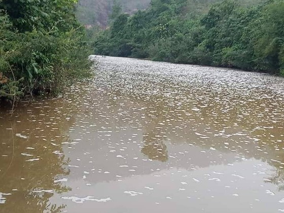 Môi trường - Điều tra nguyên nhân sông Quyền đổi màu, cá tôm chết hàng loạt