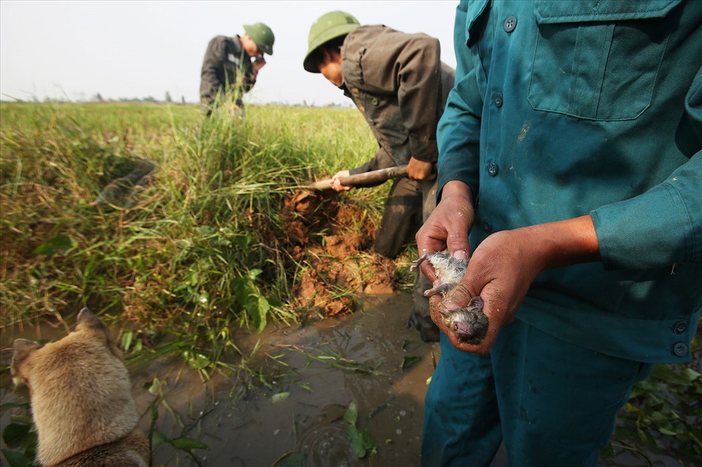 Văn hoá - Chuyện ít biết về chuột ở Hà Nội (Hình 2).