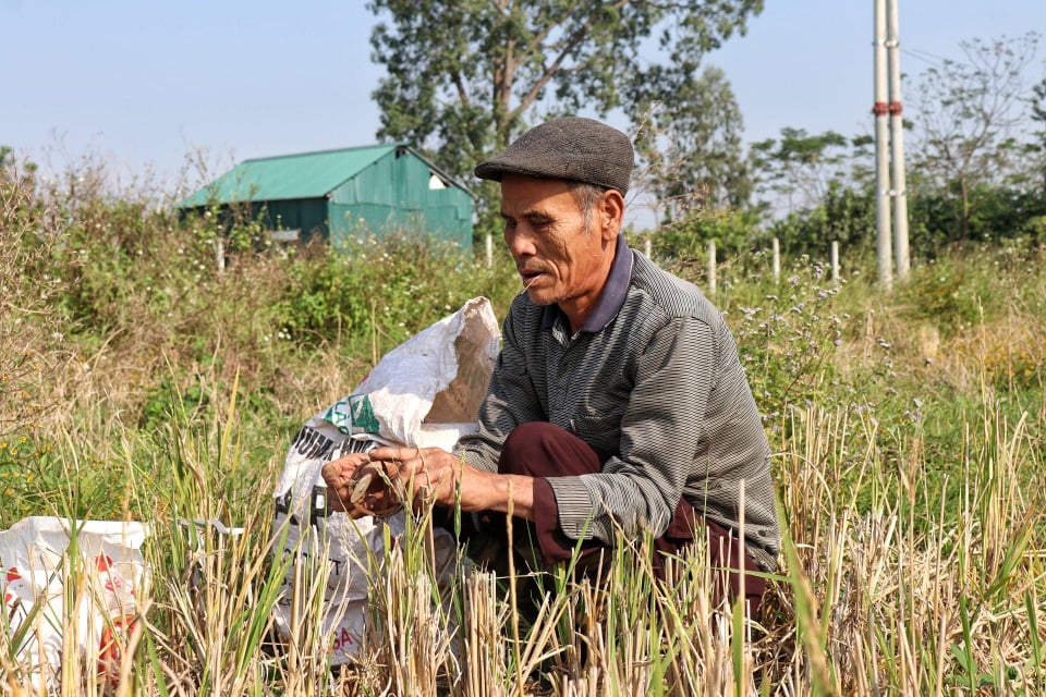 Văn hoá - Người Canh Nậu rong ruổi khắp cánh đồng săn chuột