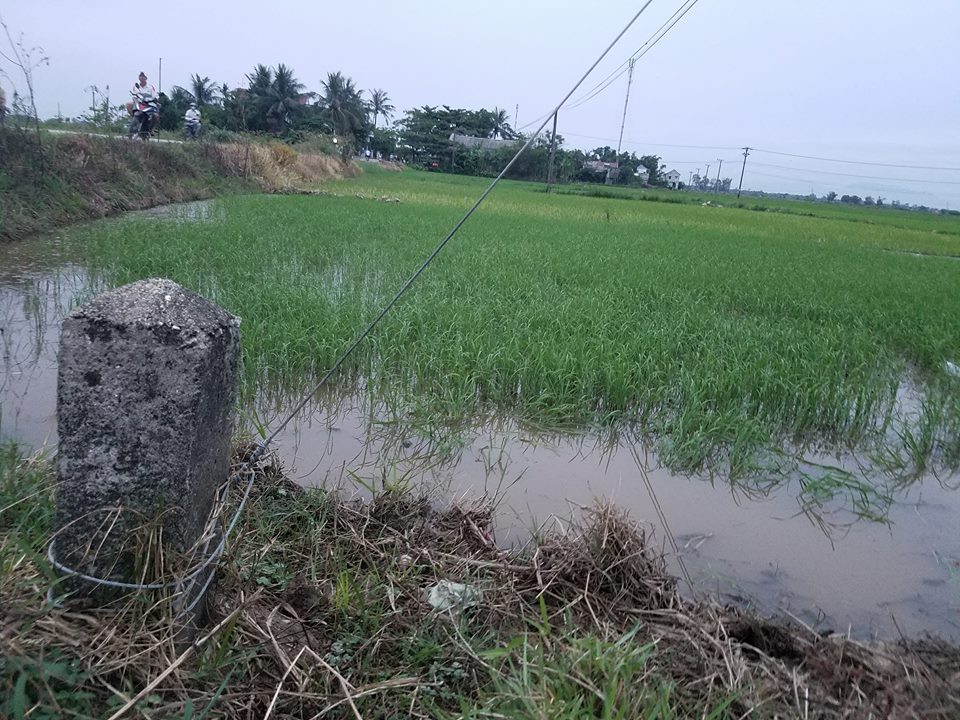 Cứu con bò bị điện giật, người đàn ông văng ra xa