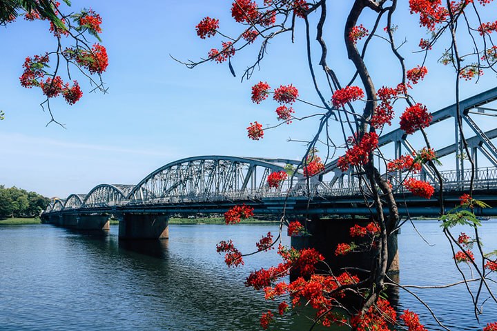 Văn hoá - Chuyện hy hữu ở Huế: Cây phượng 'sang chảnh' có người bảo vệ 24/24