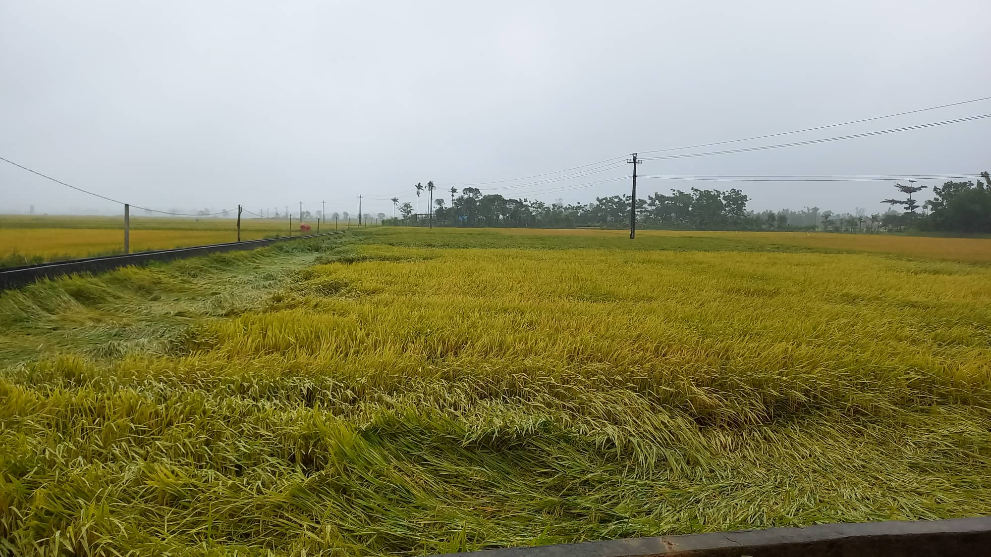 Dân sinh - Thừa Thiên-Huế: Mưa lớn bất thường, hàng nghìn ha lúa sắp thu hoạch bị đổ ngã