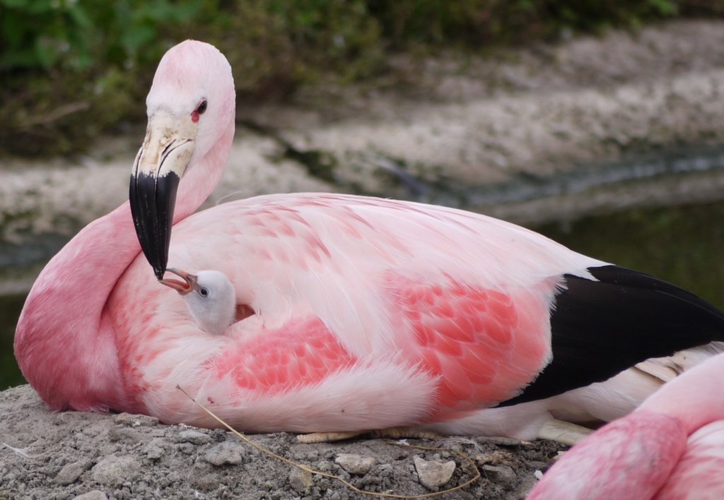 Ti&ecirc;u điểm - Ch&acirc;u &Acirc;u nắng n&oacute;ng kỷ lục, hồng hạc bất ngờ đẻ trứng sau 15 năm 