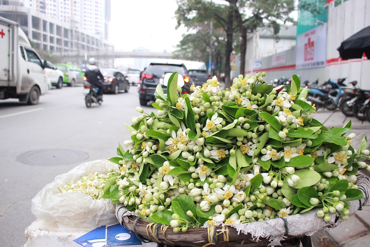 Hoa bưởi được hái từ 3 giờ sáng để mang đi Hà Nội. Mỗi ngày một hàng dong có thể bán từ 6-7kg hoa bưởi.