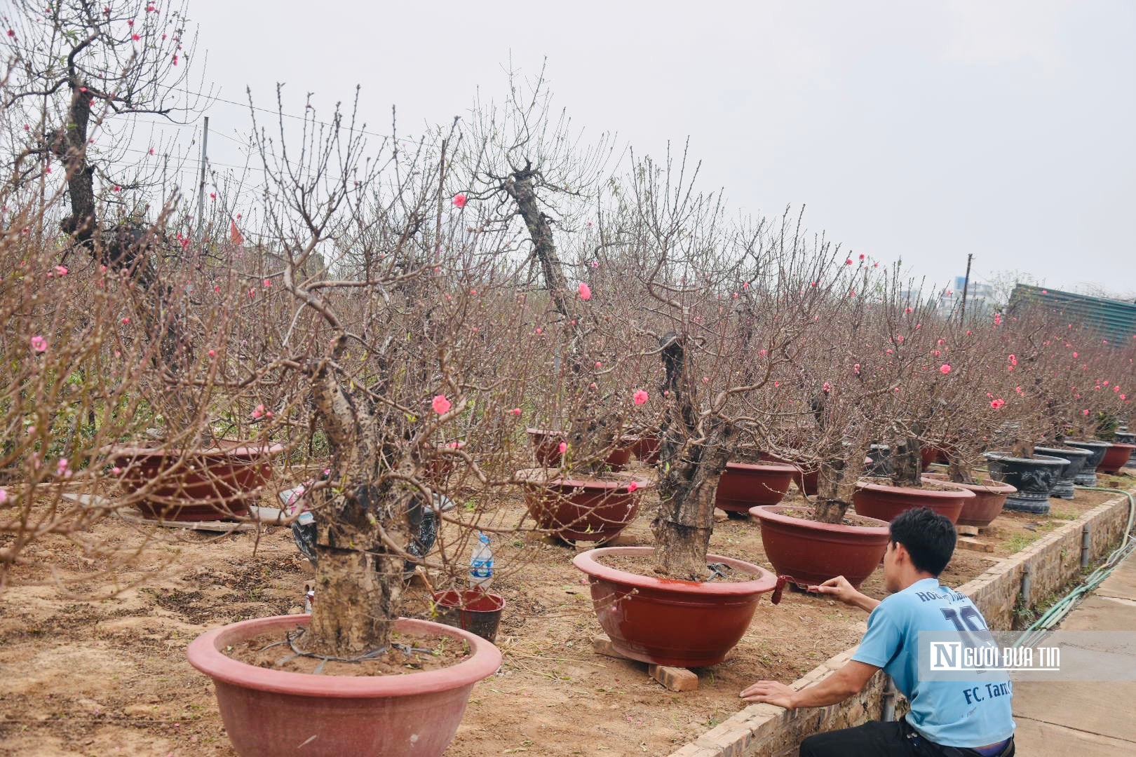 Văn hoá - Nơi ươm mầm “linh hồn” ngày Tết của người Hà Nội (Hình 4).