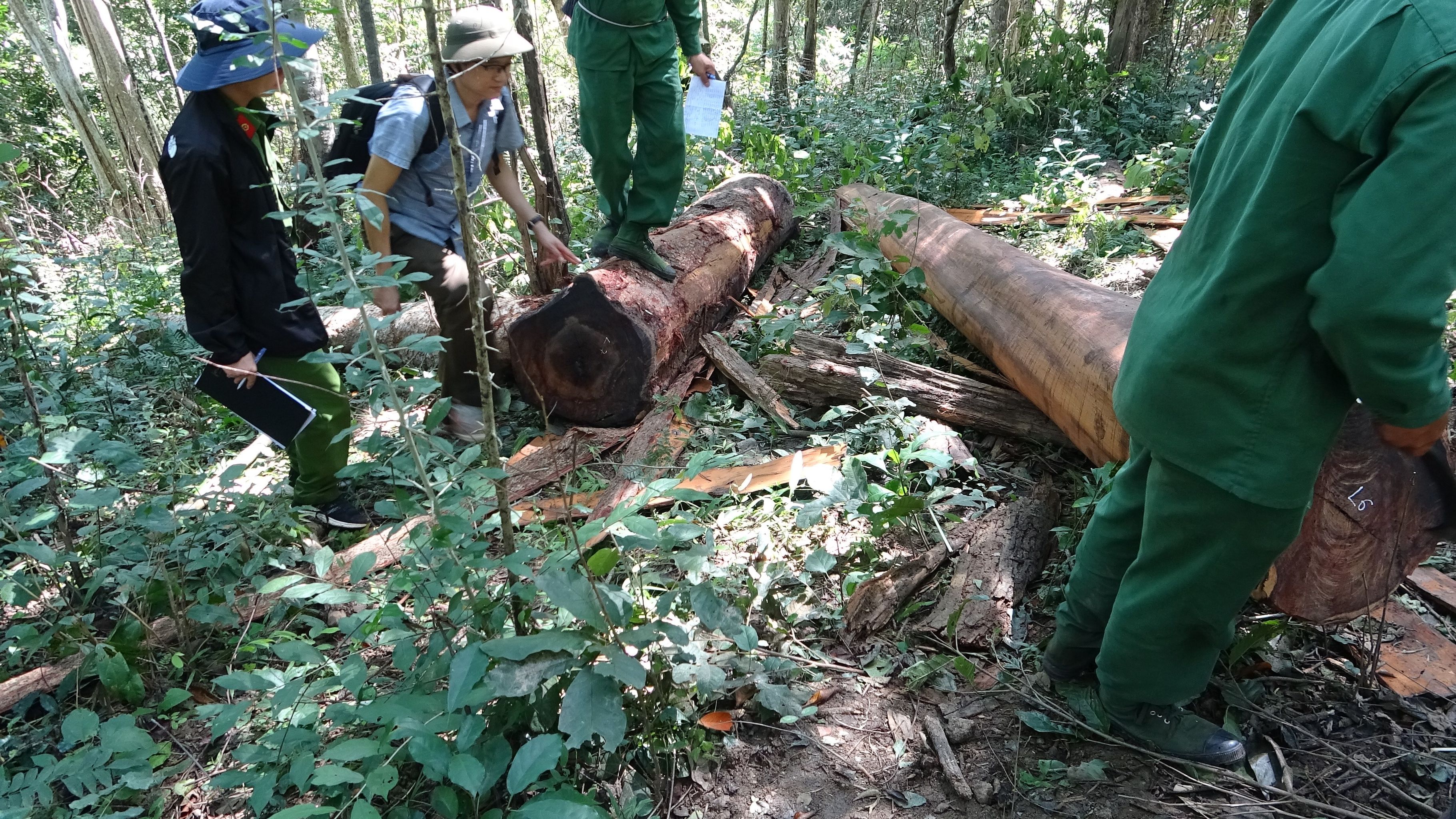 An ninh - Hình sự - Khởi tố 37 đối tượng tham gia vụ phá rừng quy mô lớn