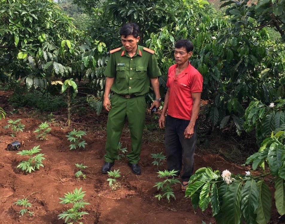 An ninh - Hình sự - Hai vợ chồng trồng gần 500 cây cần sa trong vườn