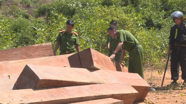 An ninh - Hình sự - Truy tố Giám đốc và hàng loạt cán bộ công ty lâm nghiệp (Hình 2).
