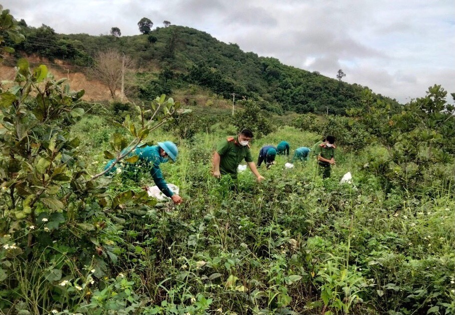 Dân sinh - Đắk Nông: Lực lượng chức năng giúp dân vùng dịch thu hoạch hoa màu