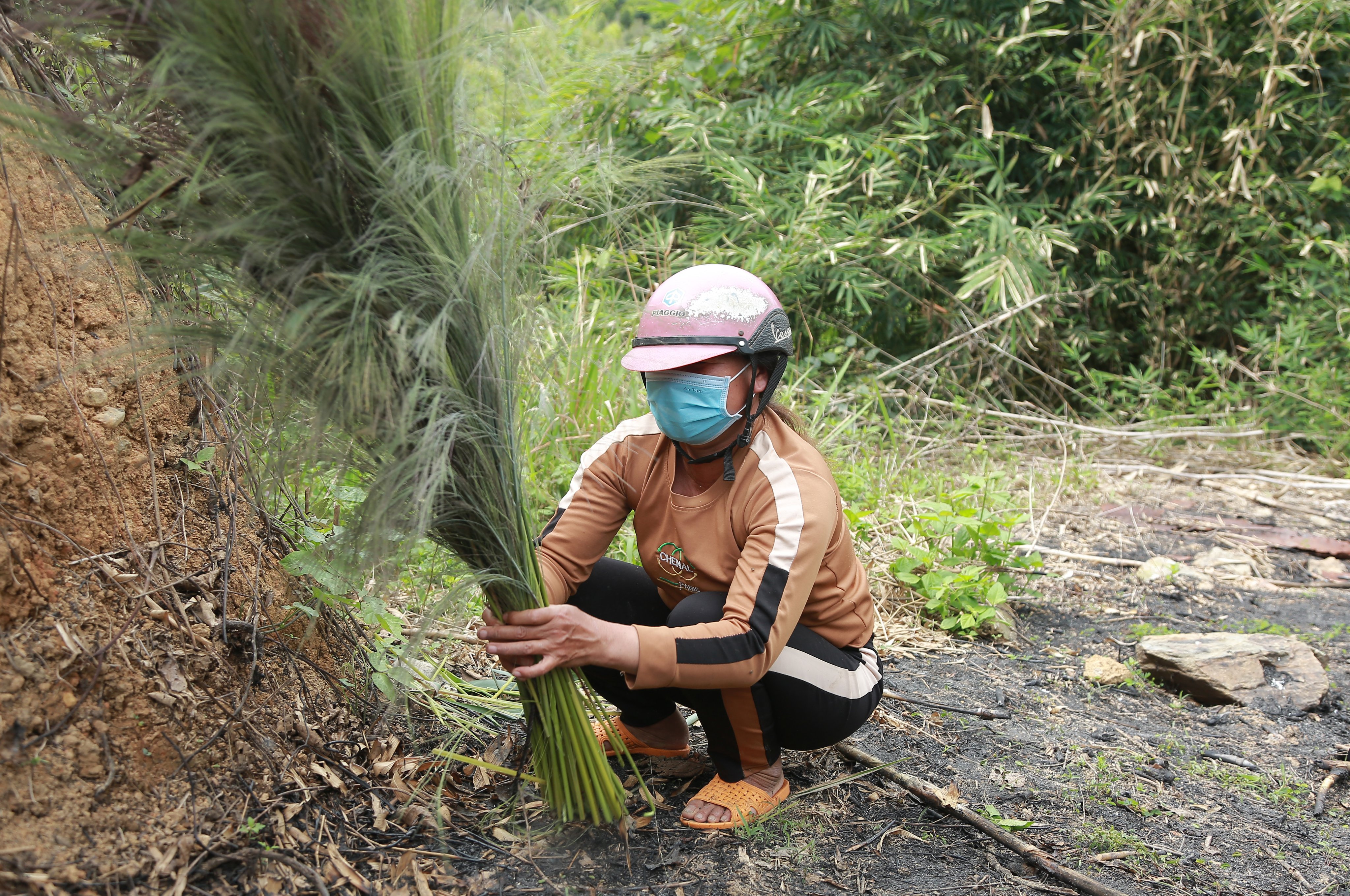 Dân sinh - Mùa hái “lộc trời” ở Đắk Lắk (Hình 2).