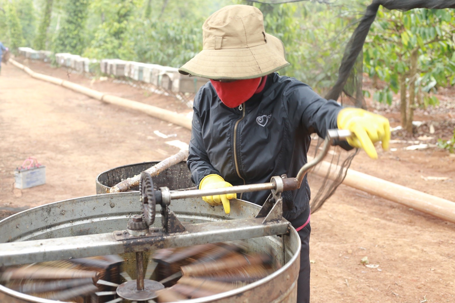 Dân sinh - Mùa thu hoạch mật ong ở Đắk Lắk (Hình 7).