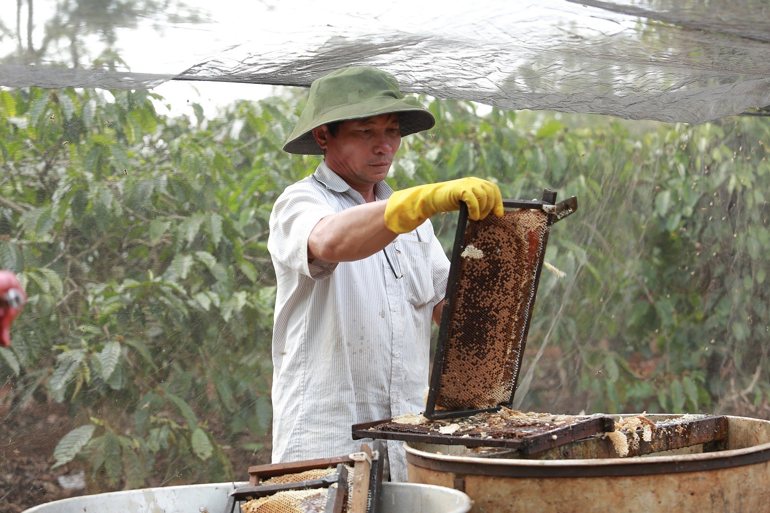 Dân sinh - Mùa thu hoạch mật ong ở Đắk Lắk (Hình 6).