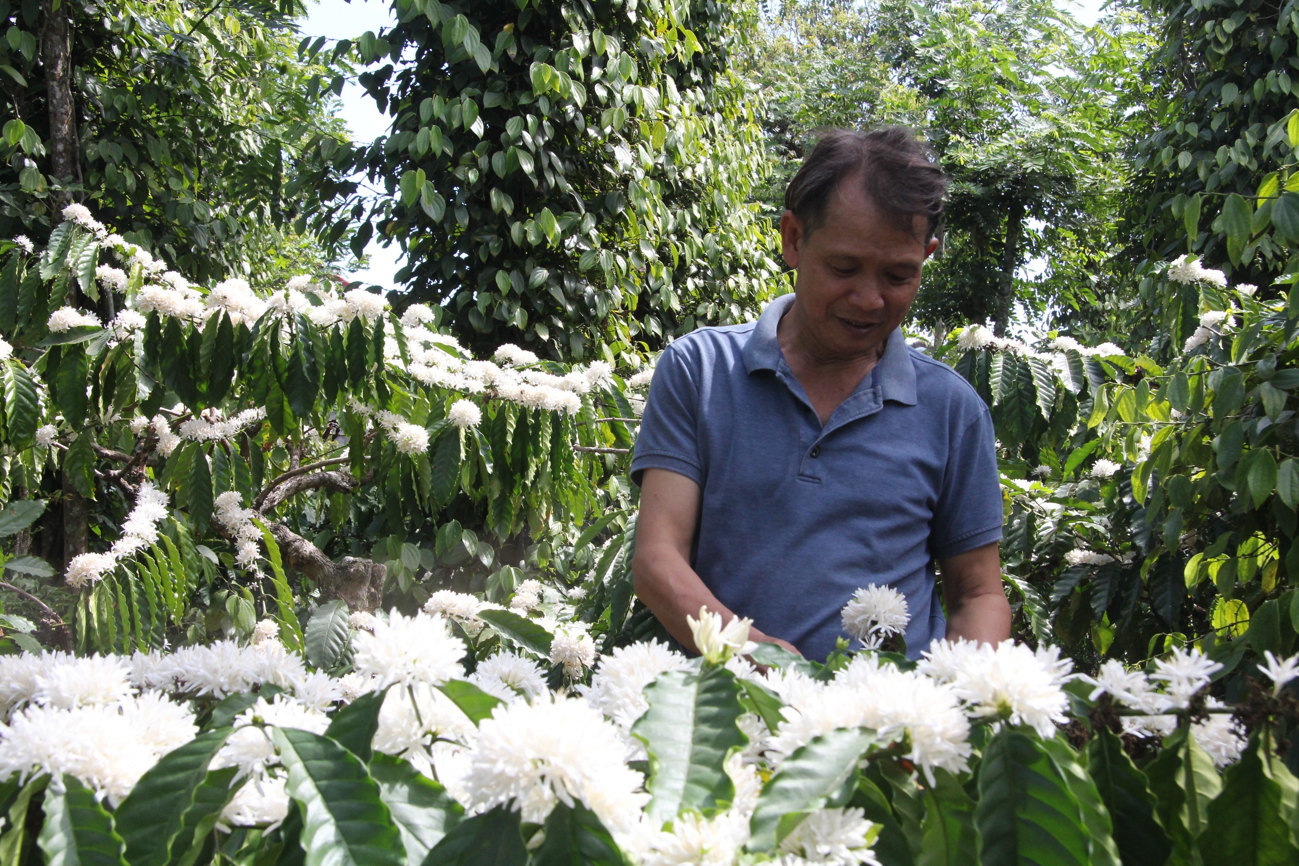 Dân sinh - Mùa thu hoạch mật ong ở Đắk Lắk (Hình 3).