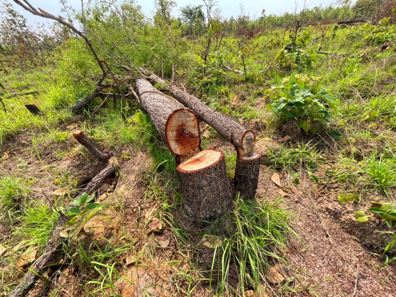 Môi trường - Cục Kiểm lâm chỉ đạo kiểm tra, xác minh vụ phá rừng ở Đắk Lắk